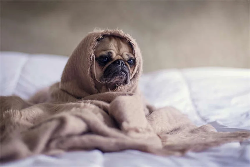 How to Get Rid of Fleas on Puppies: 5 Vet-Approved Steps