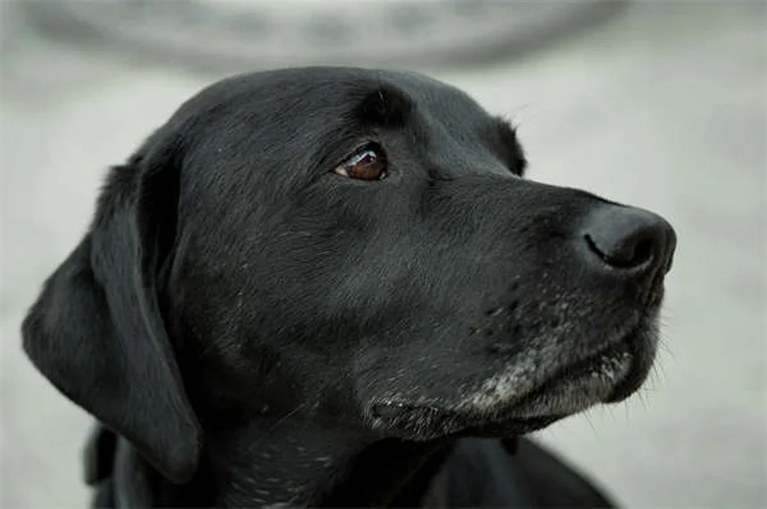 How to Get Rid of Fleas on Puppies: 5 Vet-Approved Steps