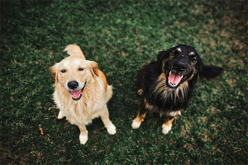 How to Get Rid of Fleas on Puppies: 5 Vet-Approved Steps