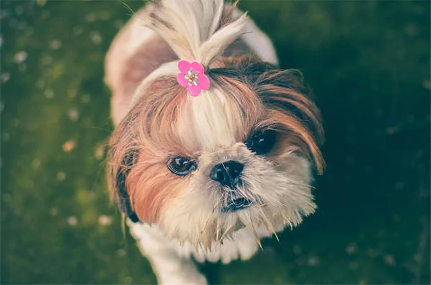 How to Pet a Dog Properly: 5 Expert Tips for Safe Interactions