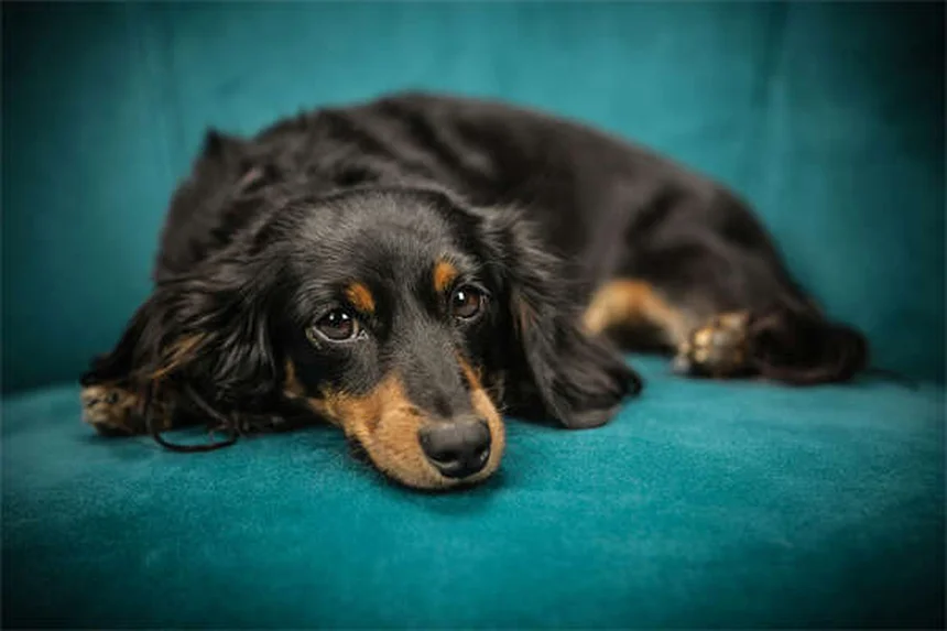 When to Start Flea and Tick Treatment for Puppies: Safe Options by Age