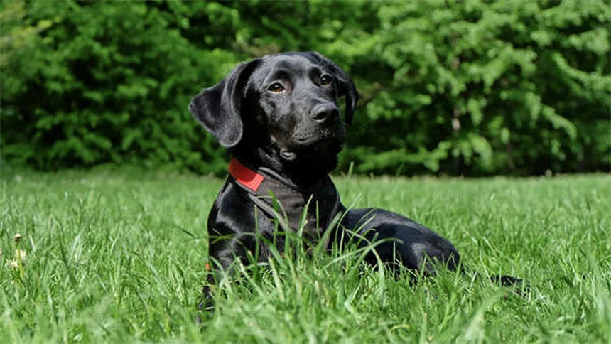 When to Start Flea and Tick Treatment for Puppies: Safe Options by Age