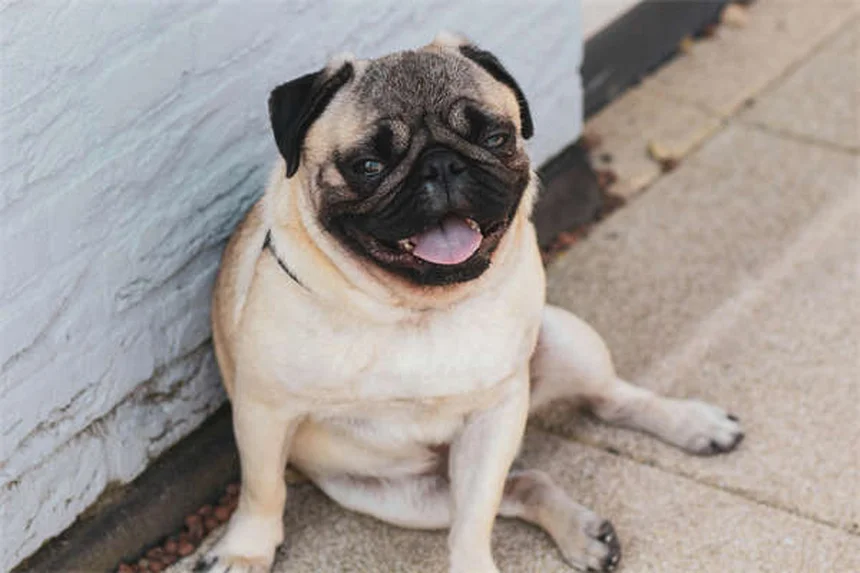 When to Start Flea and Tick Treatment for Puppies: Safe Options by Age