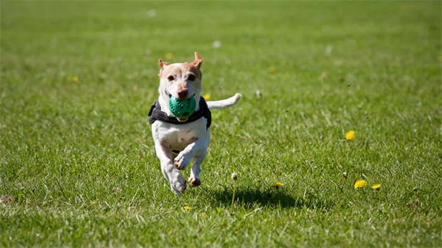 Salmonella in Dogs: 5 Warning Signs Every Pet Owner Must Know
