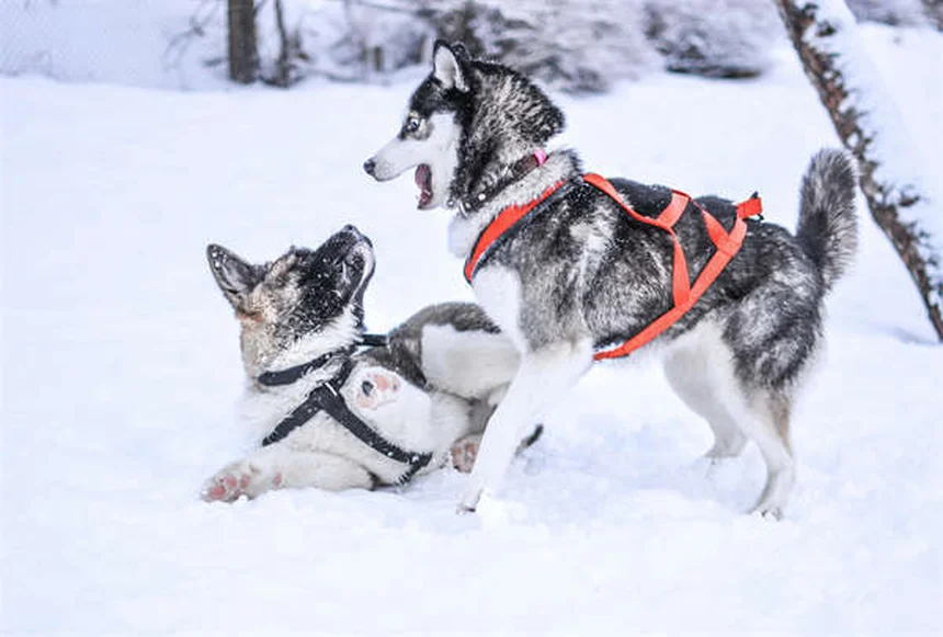 Salmonella in Dogs: 5 Warning Signs Every Pet Owner Must Know