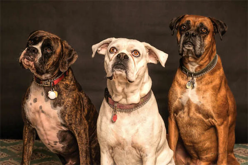 19 Pet-Dangerous Beauty Products You Need to Know About