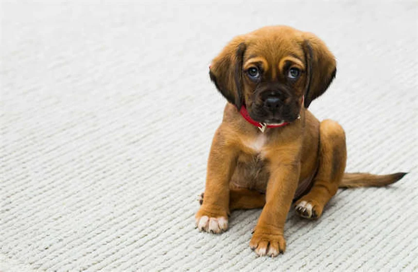 Essential Oils for Dogs: Safe Flea & Tick Treatment or Hidden Danger?