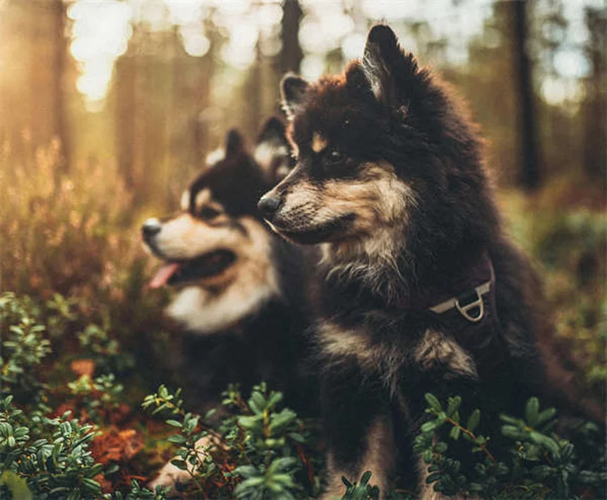 Essential Oils for Dogs: Safe Flea & Tick Treatment or Hidden Danger?