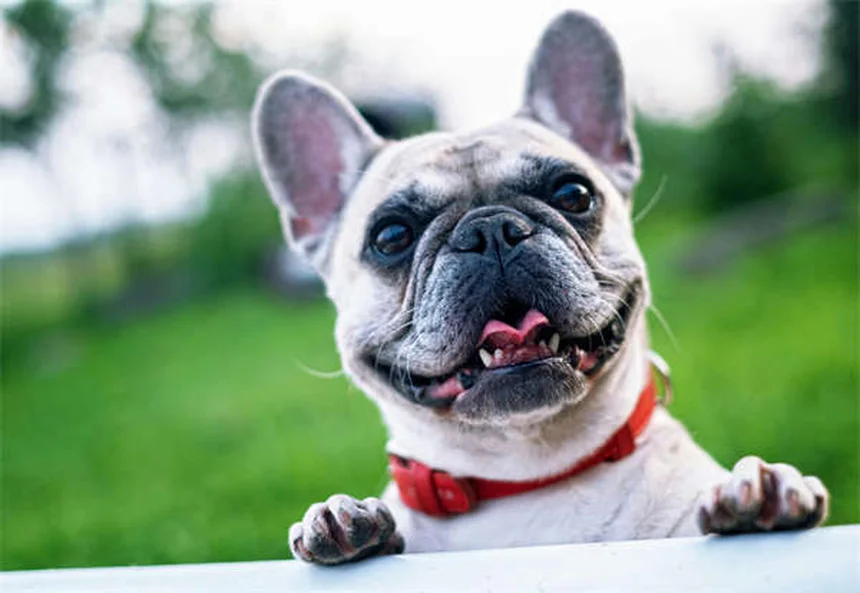 Essential Oils for Dogs: Safe Flea & Tick Treatment or Hidden Danger?