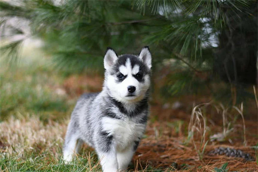 CBD Oil for Dogs: Benefits, Risks & What Vets Say