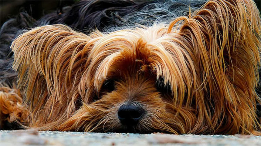 CBD Oil for Dogs: Benefits, Risks & What Vets Say