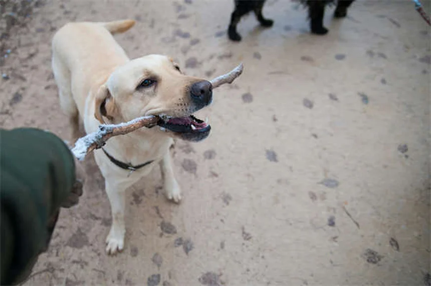 Why Is My Dog Sneezing So Much? 7 Common Causes & When to Worry