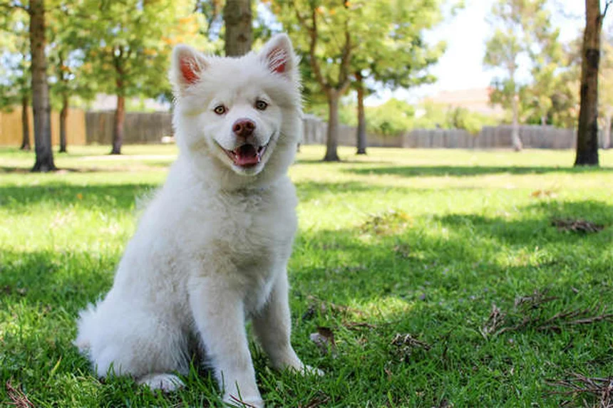 Why Is My Dog Sneezing So Much? 7 Common Causes & When to Worry